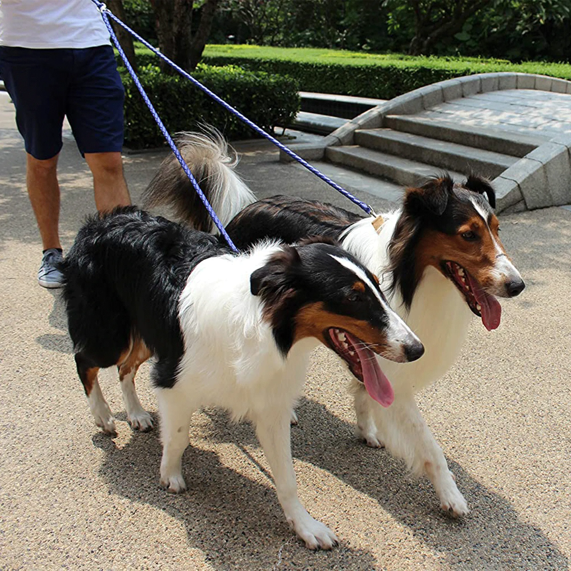 Dual Dog Leash - Blue