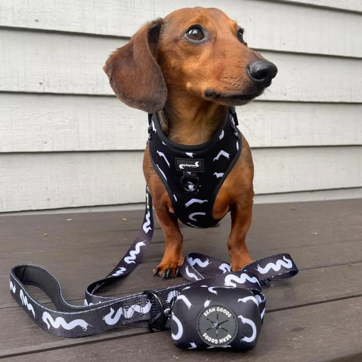 leash - squiggly ween